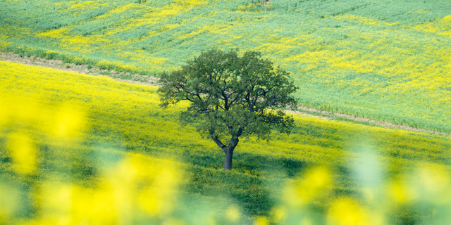 SACE per l'ambiente